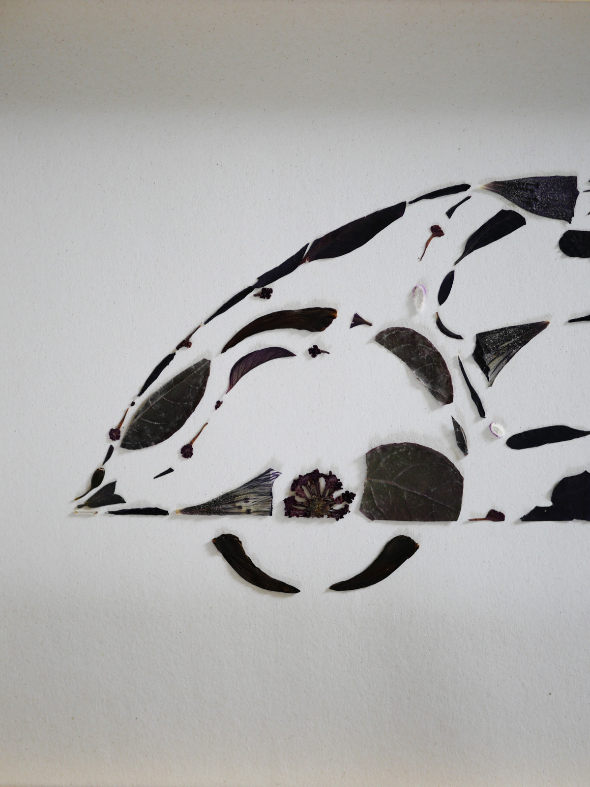 Herbier "La voiture noire" – Image 4