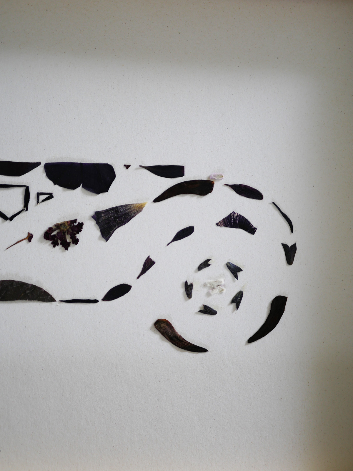 Herbier "La voiture noire" – Image 3